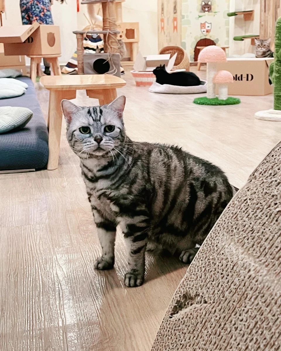 Top Cat Cafes: Premier Local Spots For Families with Coffee And Kitties