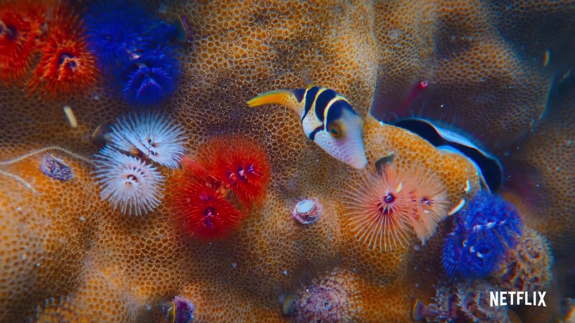 Puff: Wonders of the Reef