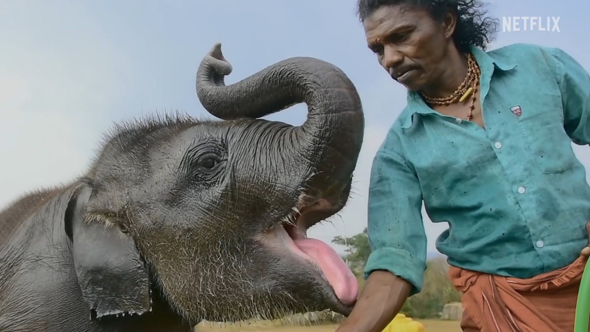 Elephant Whisperers