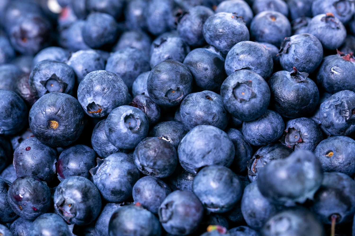 Fresh Blueberries