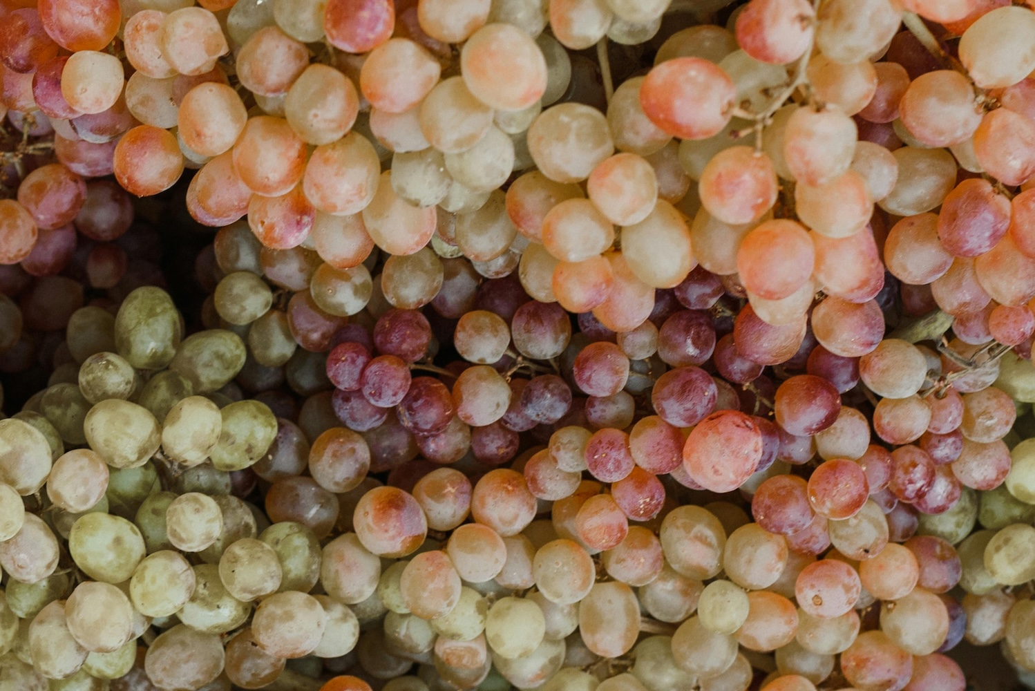 Seedless Grapes
