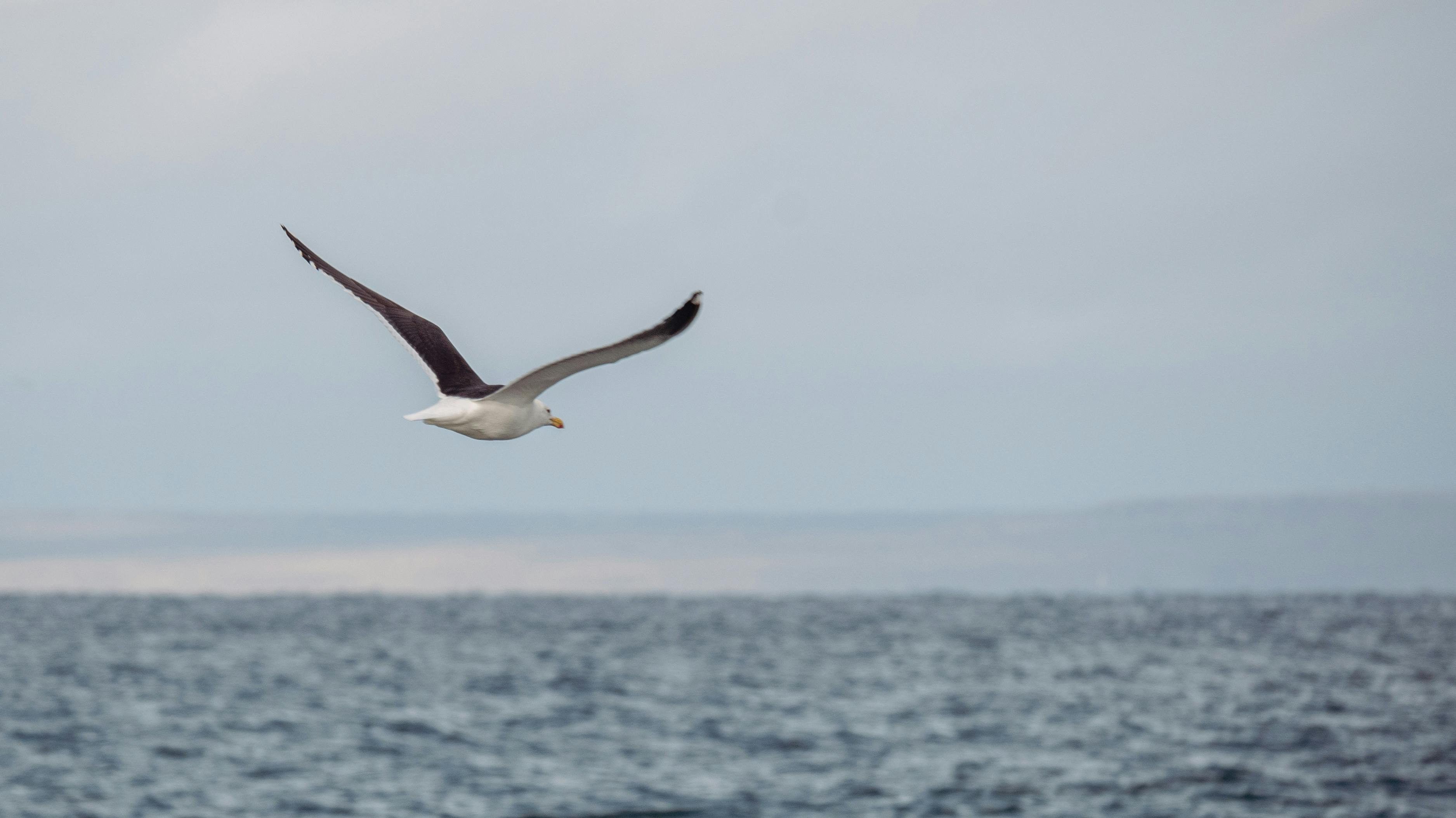 Albatrosses: Utilising dynamic soaring to glide effortlessly through heavy winds