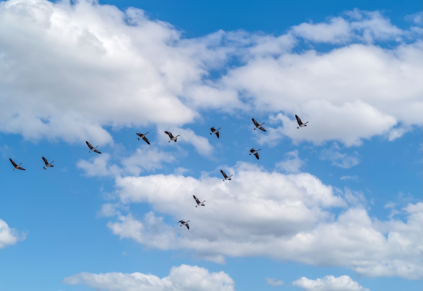 Canadian Geese: Sharing the burden of leadership by rotating within the flight formation