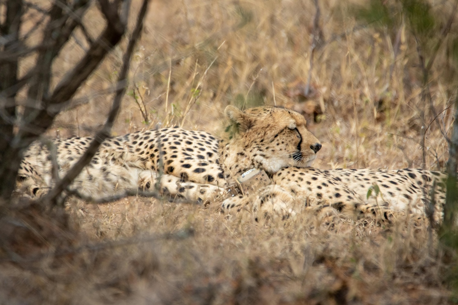 Cheetahs: Balancing explosive sprints with deep rest to survive high-intensity demands