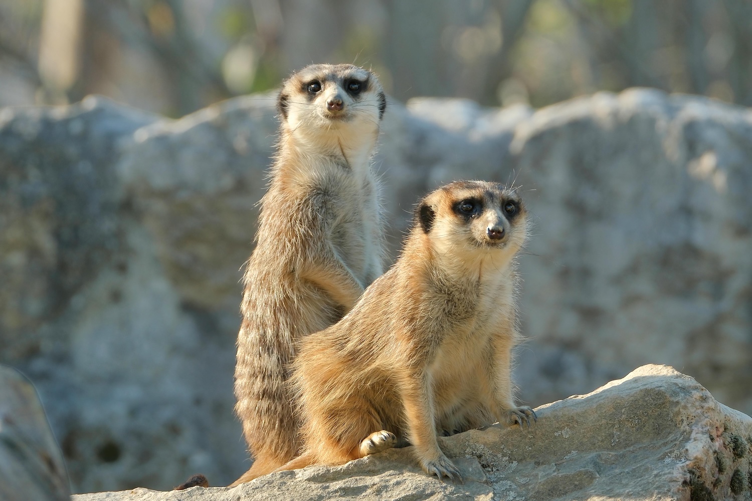 Meerkats: Using sentries to protect the pack from burnout