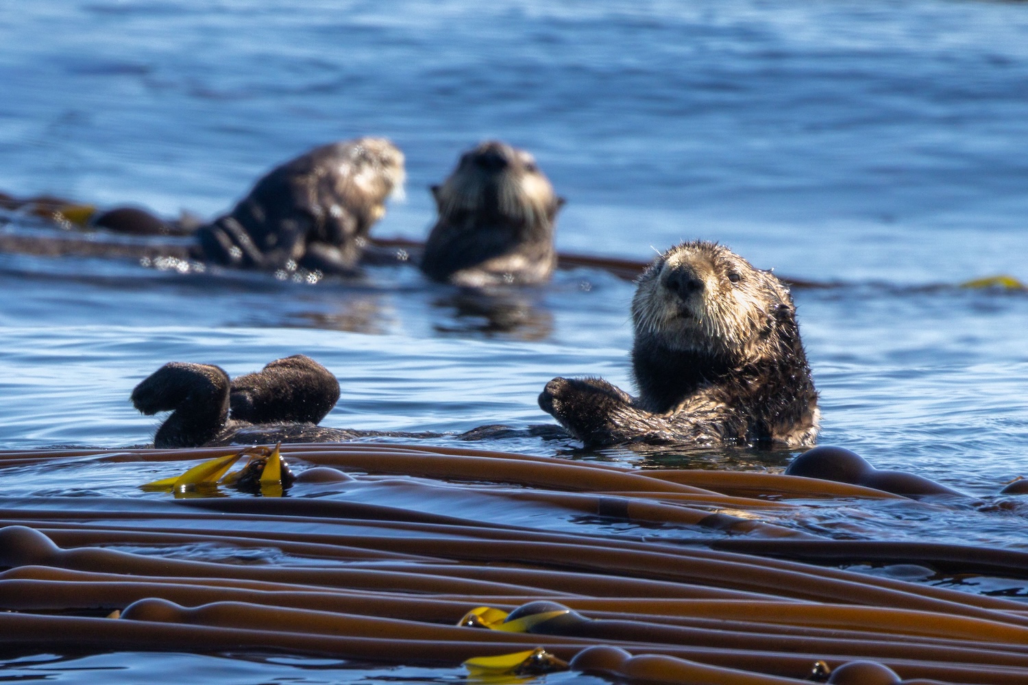 Sea otters: Form interconnected "rafts" to stay connected in rough waters